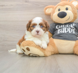 5 week old Havashu Puppy For Sale - Premier Pups