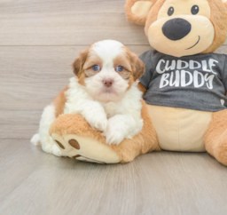 5 week old Havashu Puppy For Sale - Premier Pups