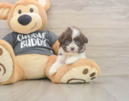 8 week old Havashu Puppy For Sale - Premier Pups