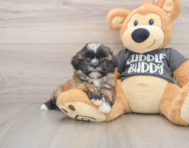 5 week old Havashu Puppy For Sale - Premier Pups