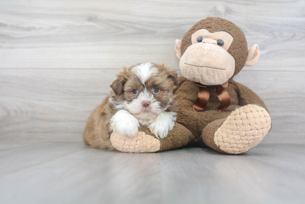 Energetic Havanese Designer Puppy