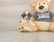 8 week old Havashu Puppy For Sale - Premier Pups