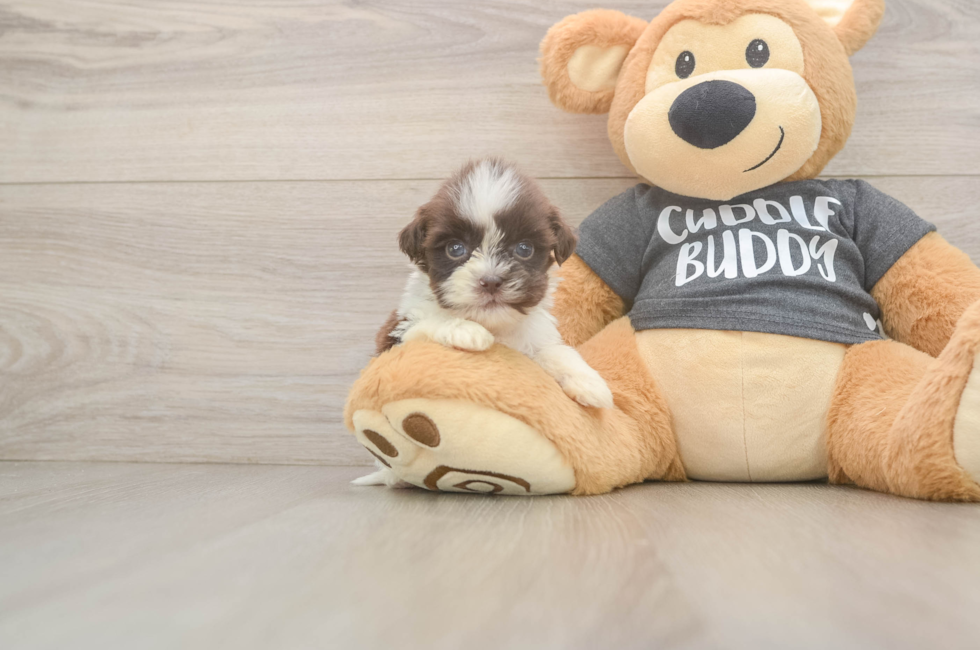 8 week old Havashu Puppy For Sale - Premier Pups