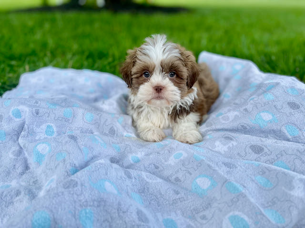 Hypoallergenic Havanese Designer Puppy