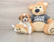 5 week old Havashu Puppy For Sale - Premier Pups