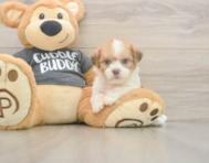 7 week old Havashu Puppy For Sale - Premier Pups
