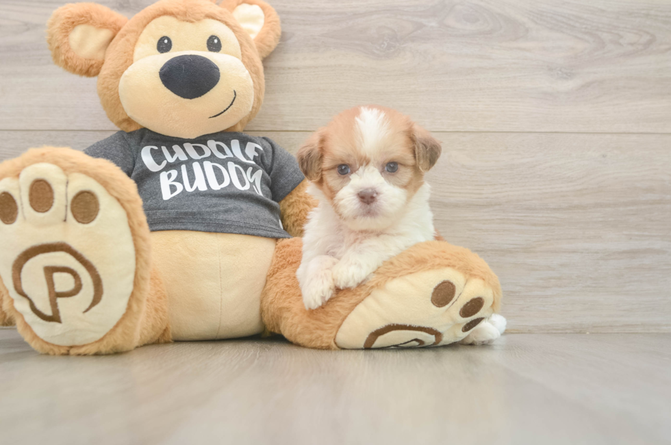7 week old Havashu Puppy For Sale - Premier Pups