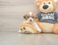7 week old Havashu Puppy For Sale - Premier Pups