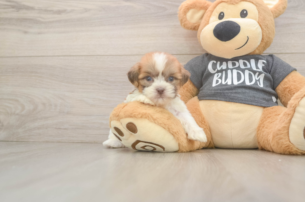 7 week old Havashu Puppy For Sale - Premier Pups
