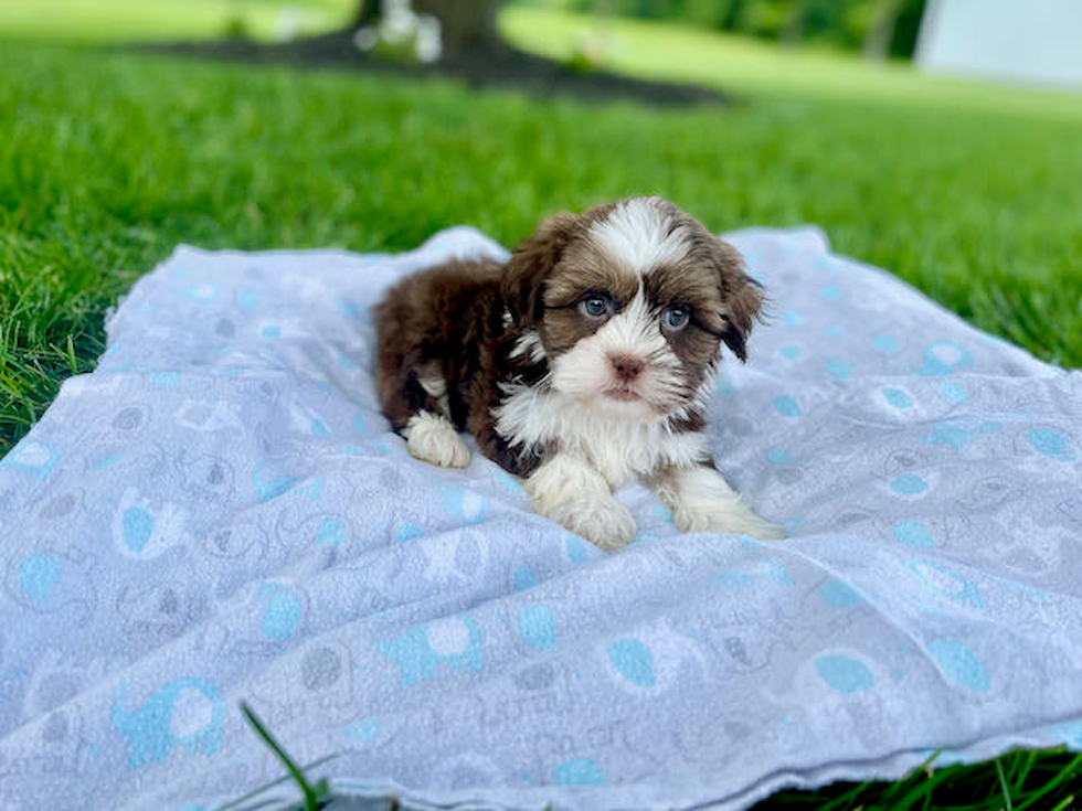 Hypoallergenic Havanese Designer Puppy