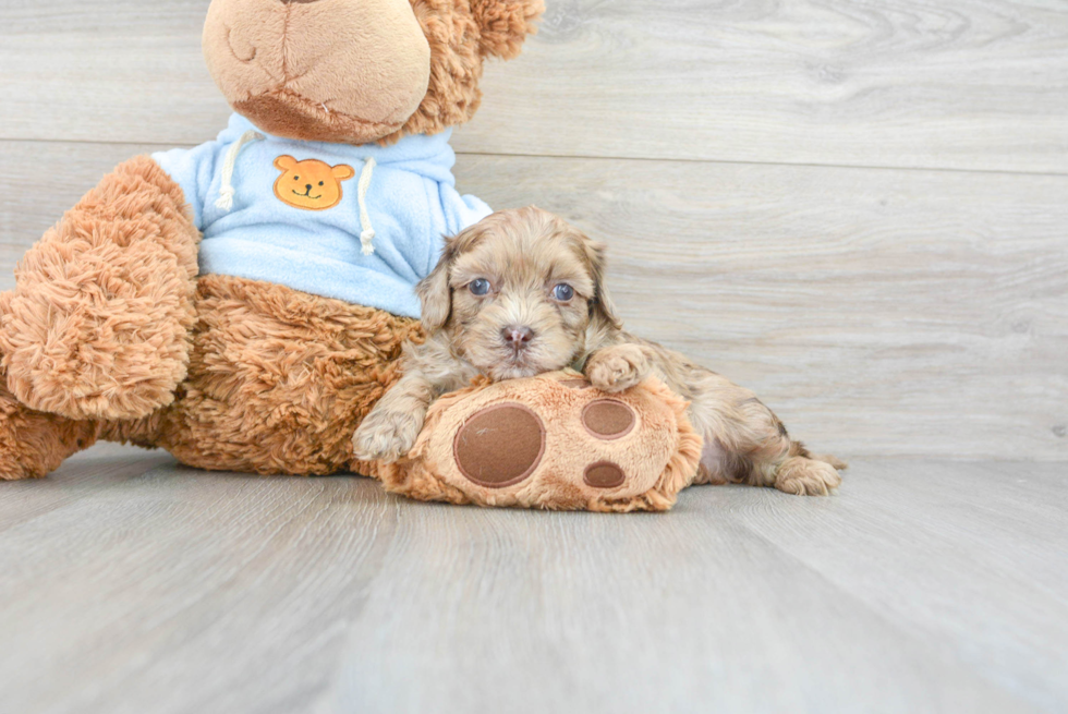 Adorable Havanese Designer Puppy