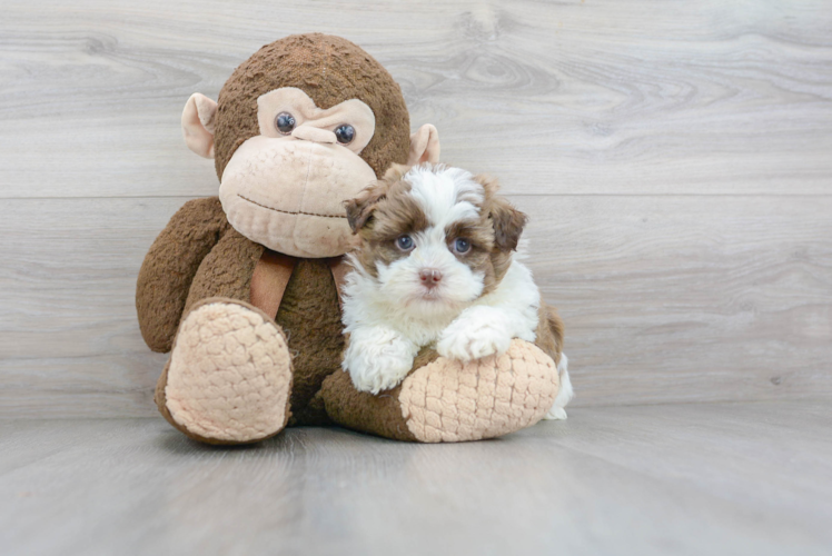 Energetic Havanese Designer Puppy