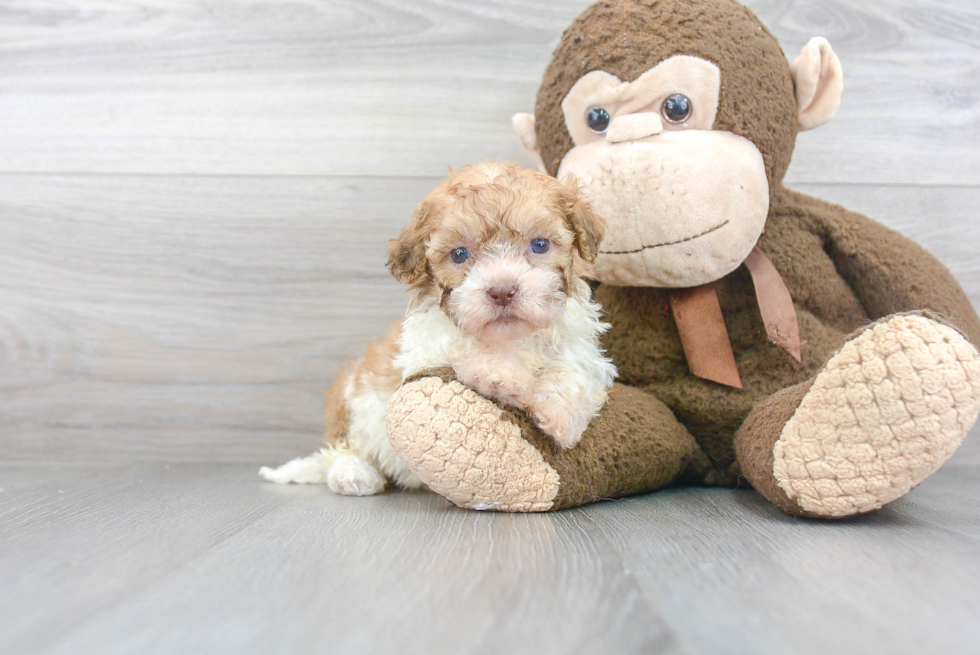 Havashu Puppy for Adoption