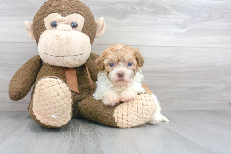 Energetic Havanese Designer Puppy