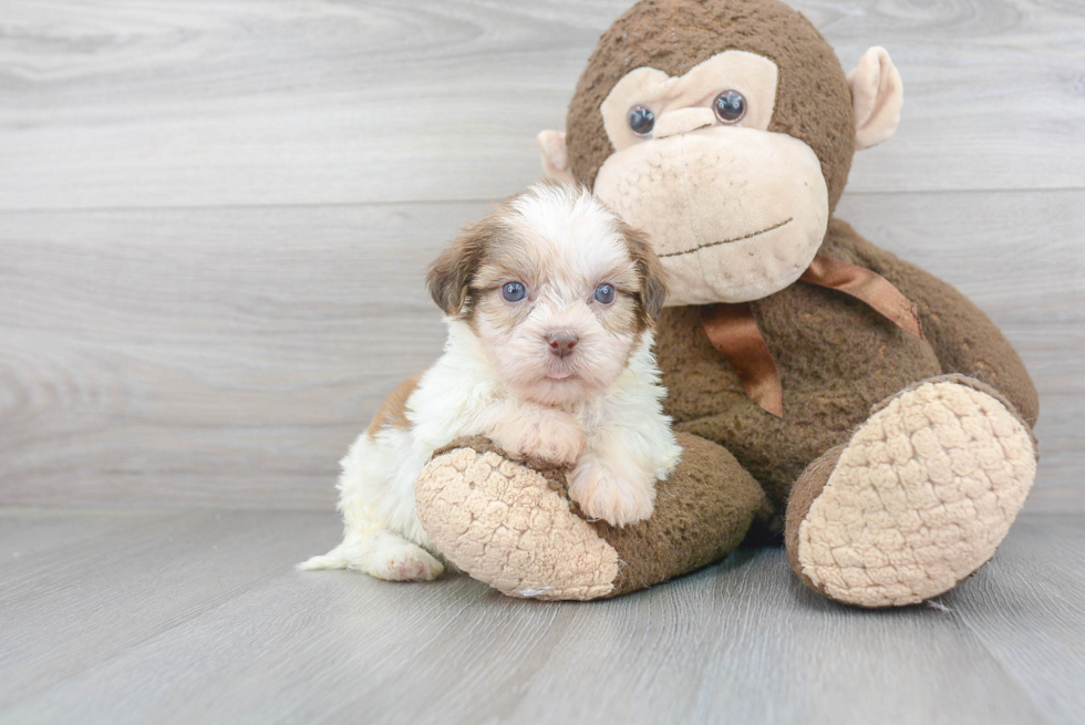 Playful Havanese Designer Puppy