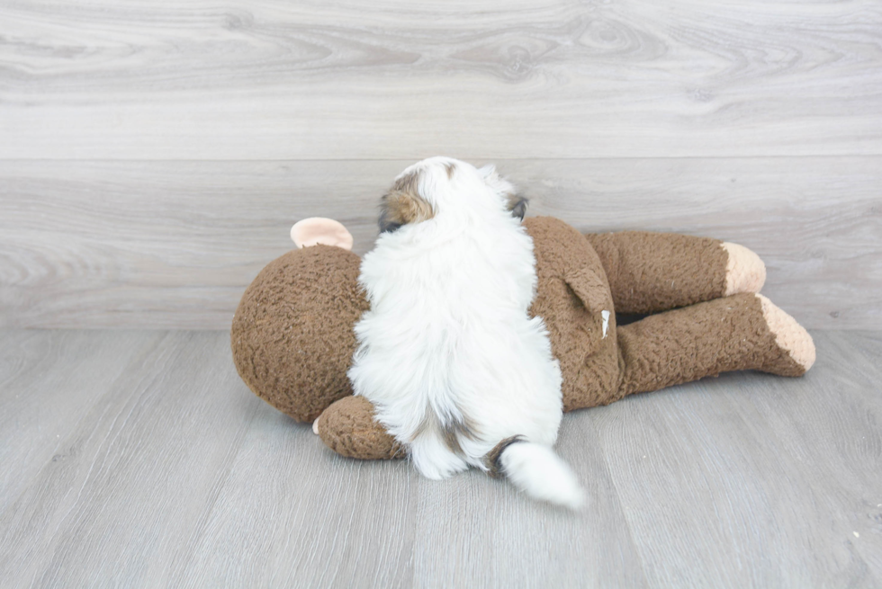 Adorable Havanese Designer Puppy