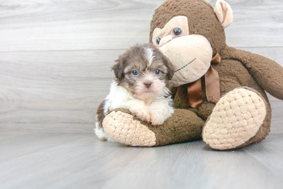 Fluffy Havashu Designer Pup
