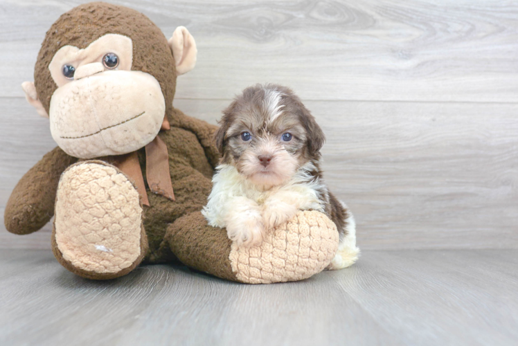 Little Havanese Designer Puppy