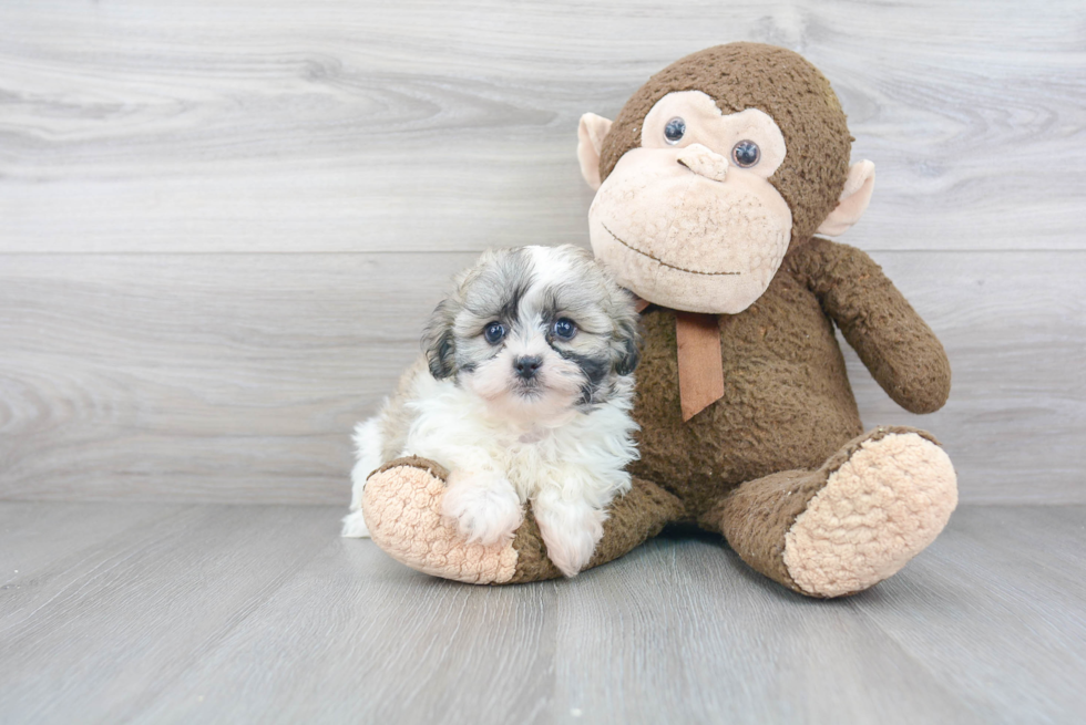 Petite Havanese Purebred Puppy