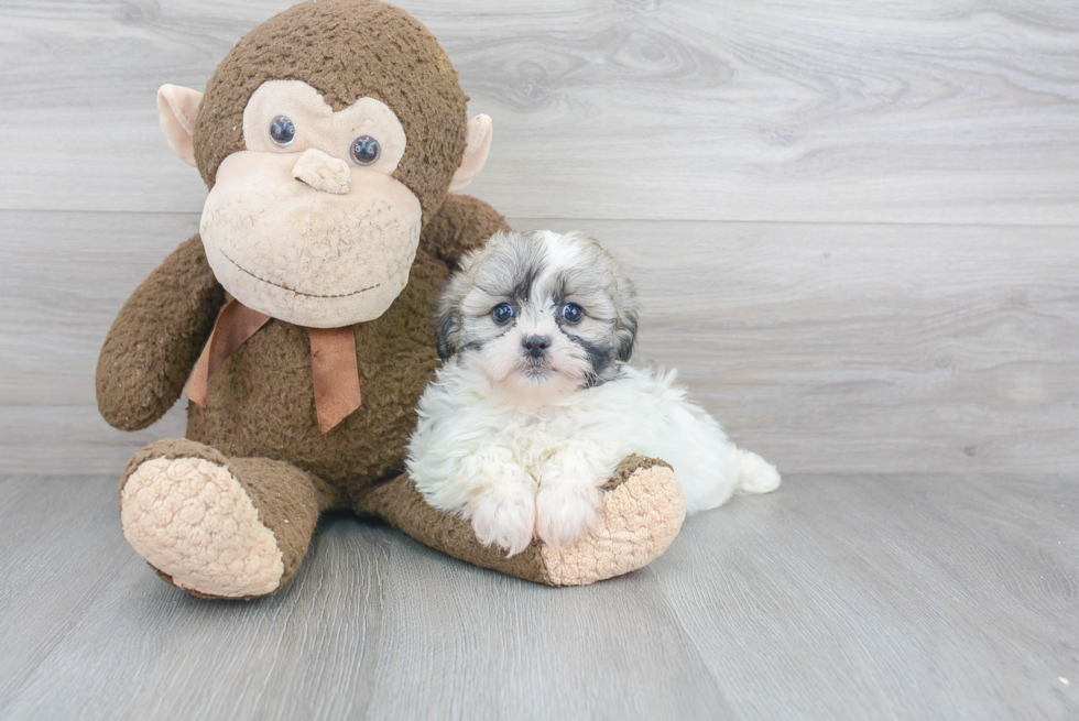 Energetic Havanese Purebred Puppy