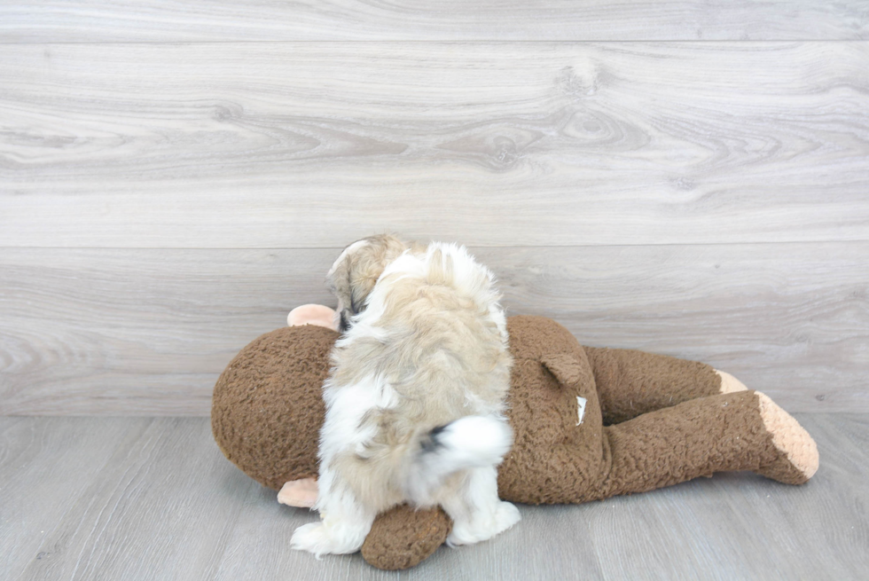 Little Havanese Purebred Pup