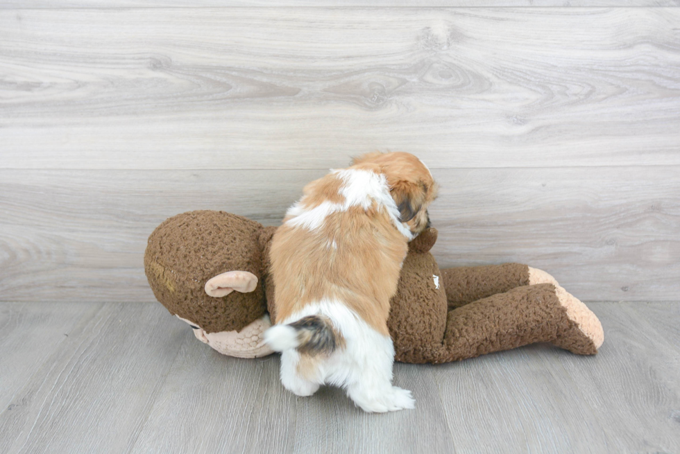 Playful Havanese Designer Puppy