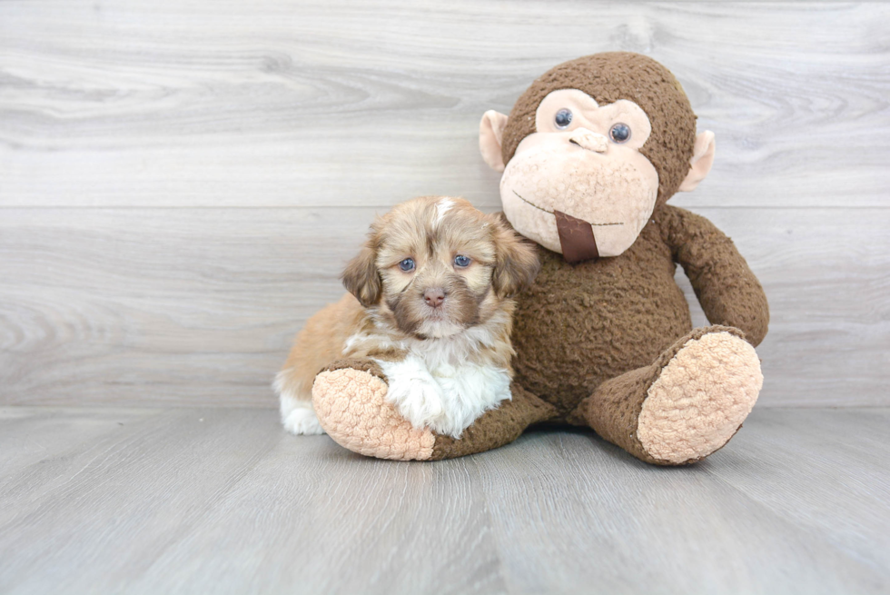 Energetic Havanese Designer Puppy