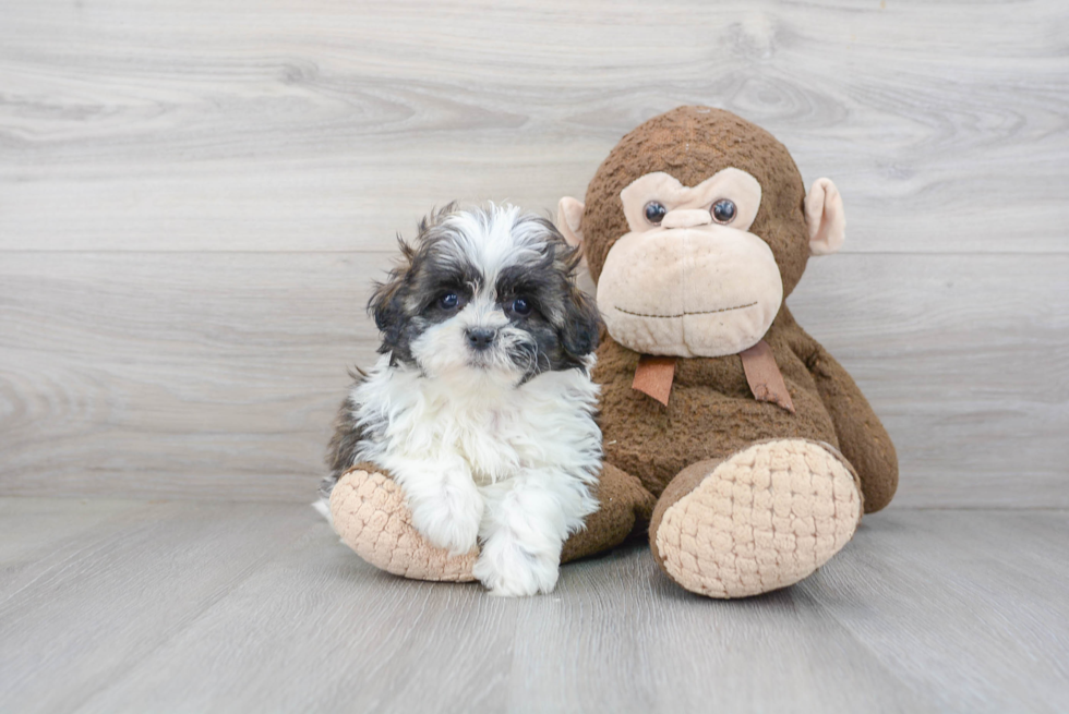 Playful Havanese Designer Puppy