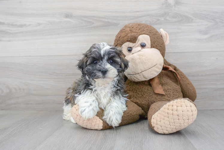 Hypoallergenic Havanese Designer Puppy