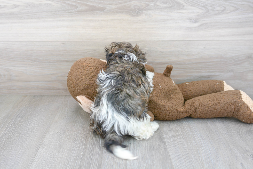 Little Havanese Designer Puppy