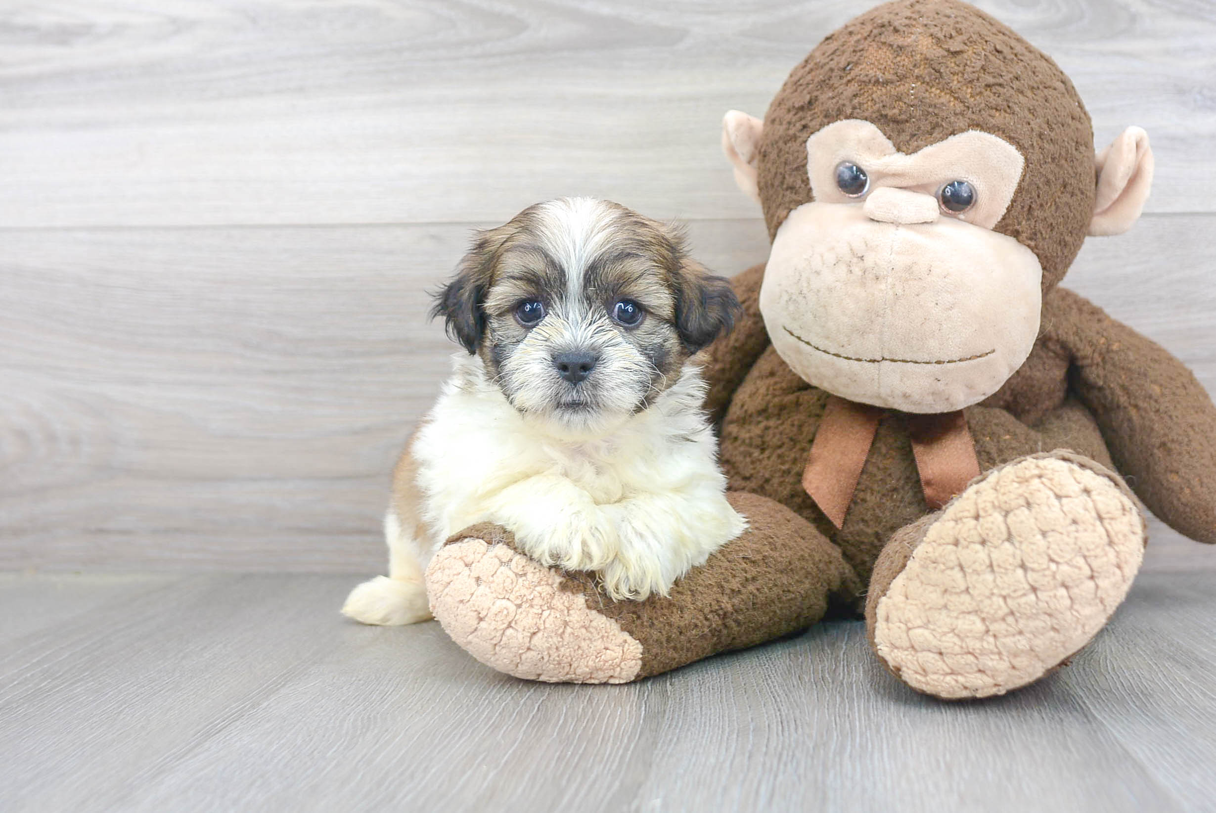 Hypoallergenic Havanese Designer Puppy