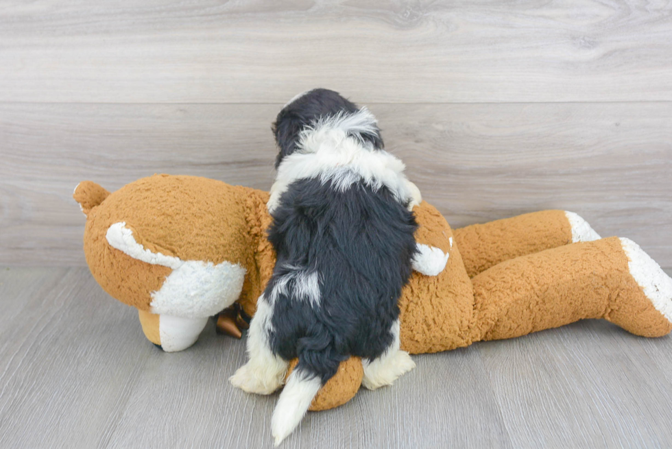 Cute Havashu Designer Pup
