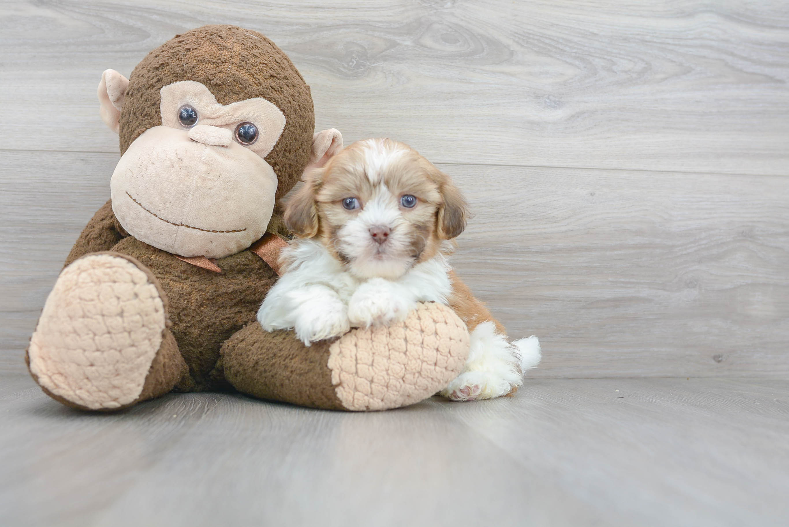 Havashu Puppy for Adoption