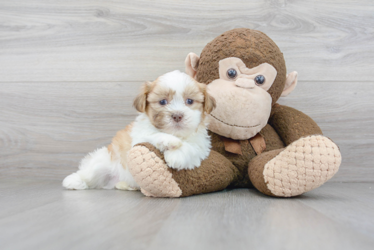 Little Havanese Designer Puppy