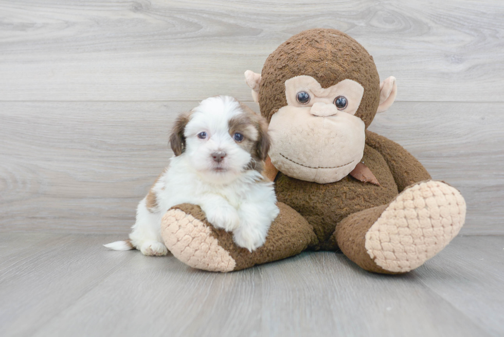 Playful Havanese Designer Puppy