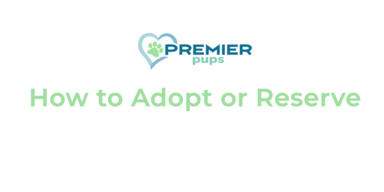 A Step-By-Step Guide to Adopting a Puppy Through Premier Pups 