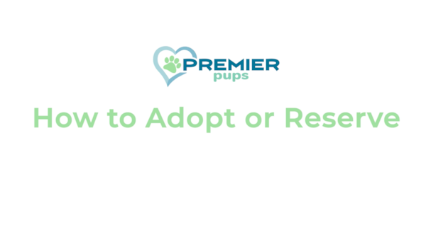 How to Adopt a Puppy from Premier Pups: 6 Simple Steps 