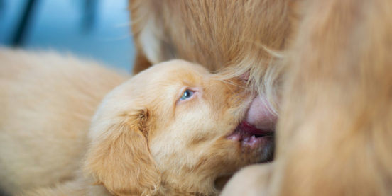 Inside the First 8 Weeks of a Premier Pups Puppy’s Life 