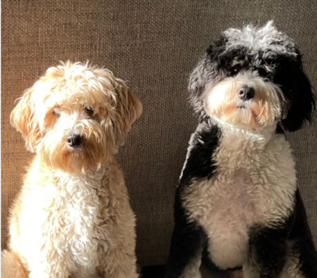 Male vs Female Mini Bernedoodle: Which Is Right for You? 