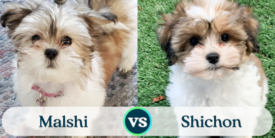 Malshi vs Shichon - Comparison of the Teddy Bears
