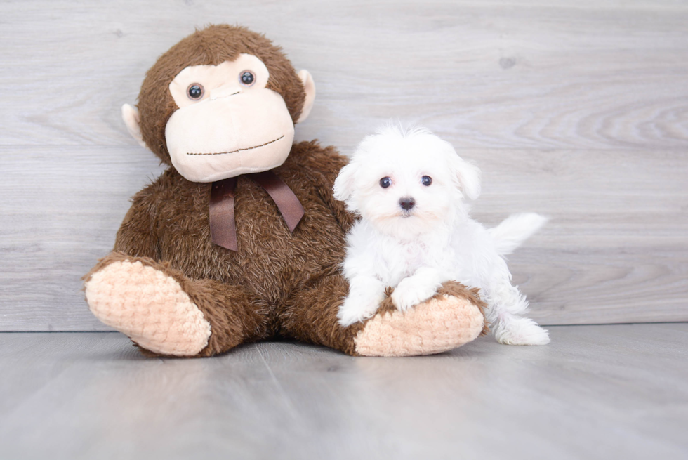 Akc Registered Maltese Baby