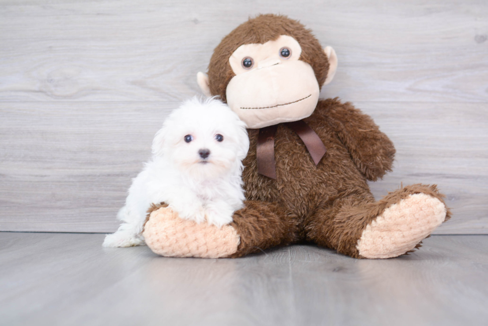 Petite Maltese Purebred Puppy