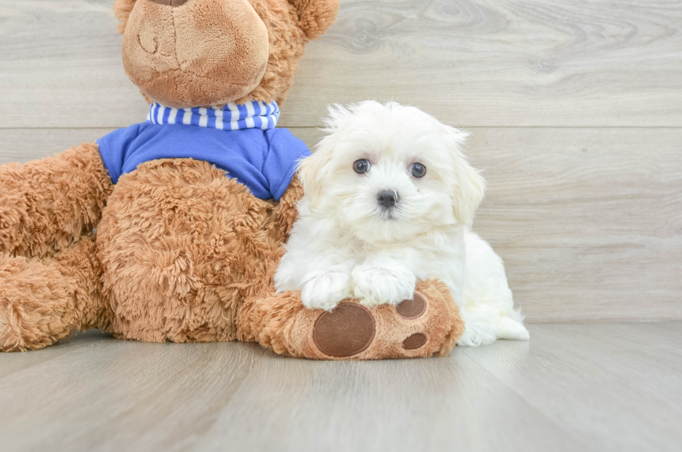 8 week old Maltese Puppy For Sale - Premier Pups