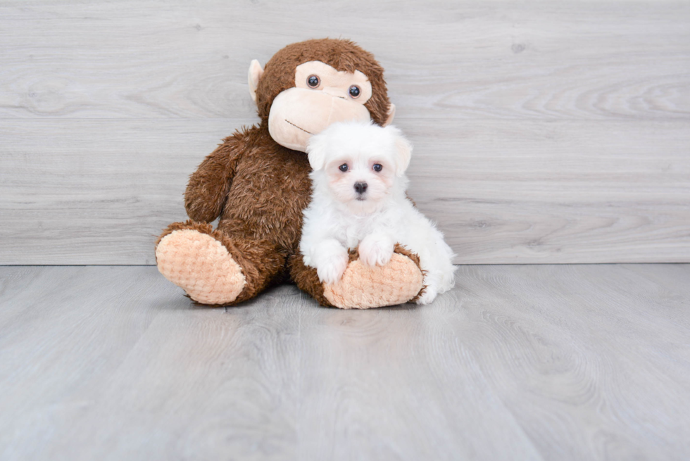 Maltese Pup Being Cute