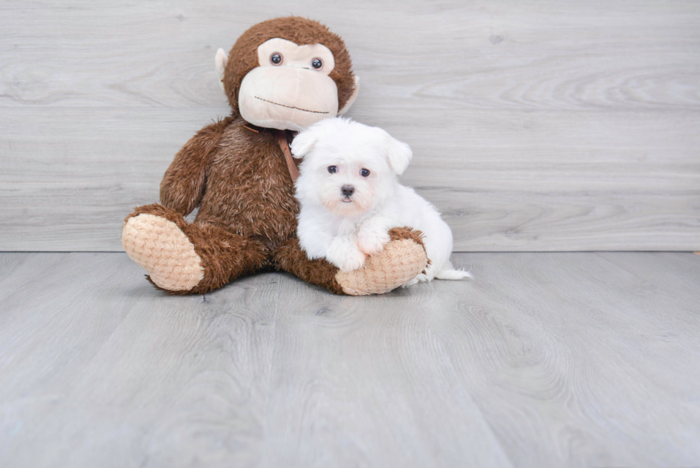 Hypoallergenic Maltese Baby