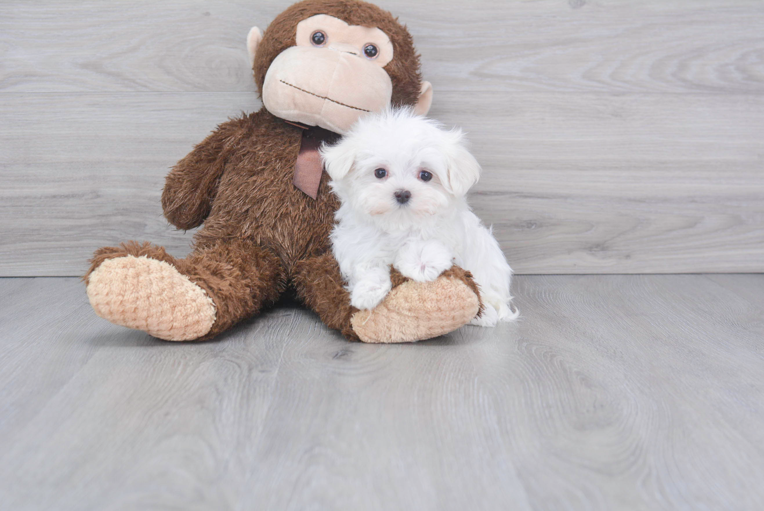 Sweet Maltese Purebred Puppy