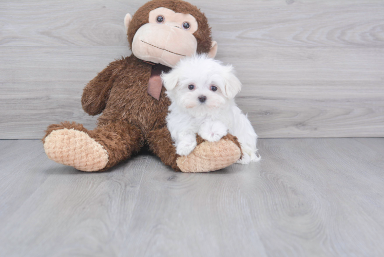 Sweet Maltese Purebred Puppy