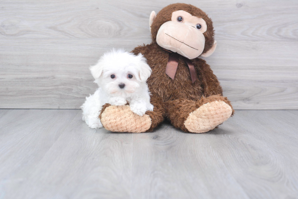 Playful Maltese Purebred Pup