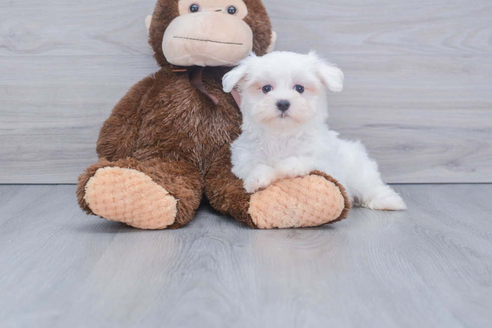 Playful Maltese Baby