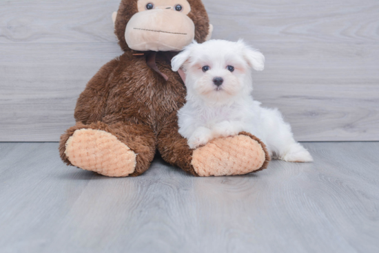 Playful Maltese Baby